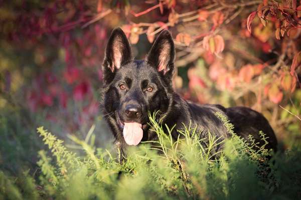 Alles rund um den Schäferhund, diskutieren erwünscht.-Beitrag-Bild