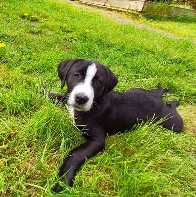 Hundetreffen-Welpe sucht Spielfreude-Bild