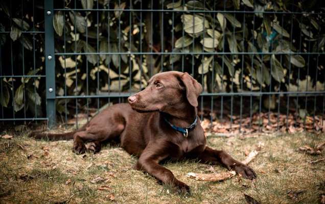 Hundetreffen-Spieltreffen, Spaziergang-Bild