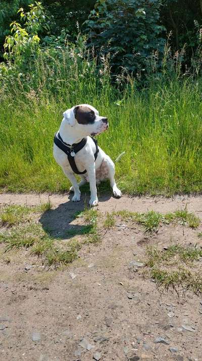 Hundetreffen-Trainings- und Spielpartner/in gesucht.-Bild