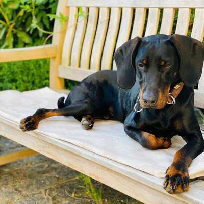 Hundetreffen-Gemeinsame Hunderunde oder Spielrunde-Bild