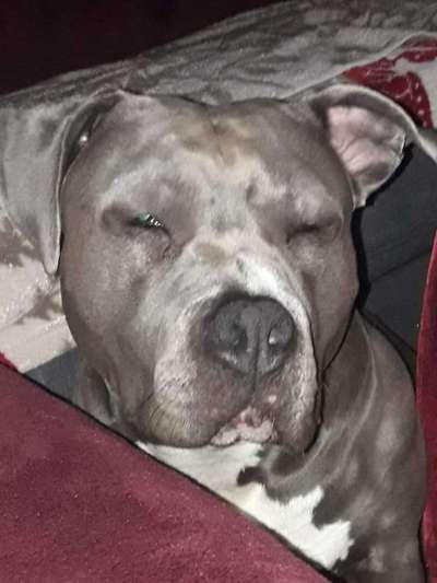 Freunde von 'Kampfhunden'-Beitrag-Bild