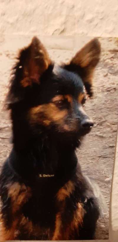 Die graue Eminenz-Beitrag-Bild