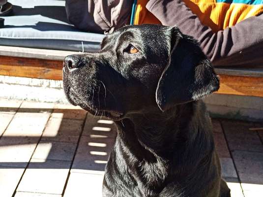 Labradorfans-Beitrag-Bild