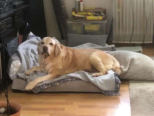 Labradorfans-Beitrag-Bild