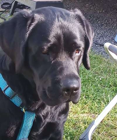 Labradorfans-Beitrag-Bild