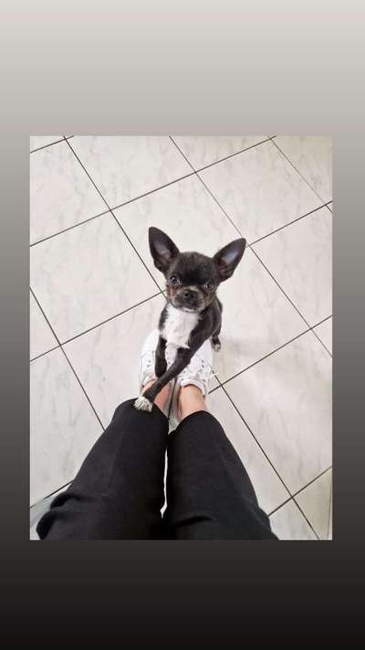 Hundetreffen-Chihuahua Treffen // kleine Hunde-Bild