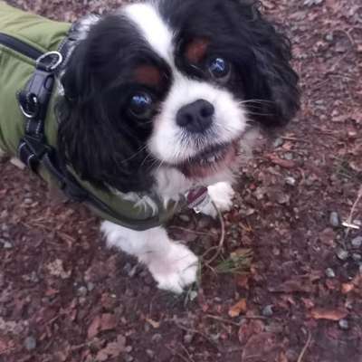 Hundetreffen-Gassigehen für Erwachsene und Seniorenhunde im Großraum Bremen Nord-Bild