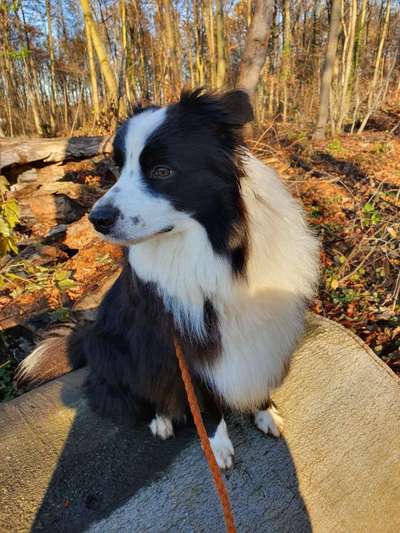 Wo sind die Aussies??-Beitrag-Bild