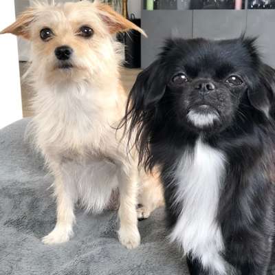 Hundetreffen-Kleine Hunde treffen-Bild