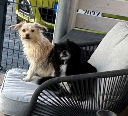 Hundetreffen-Wer hat Lust mit uns spazieren zu gehen ?-Bild