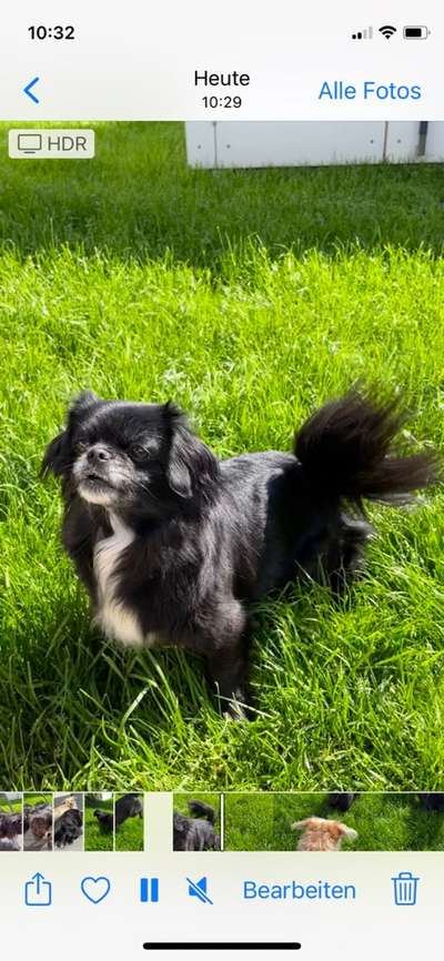 Die Dogorama Monats Challenge "Es grünt und blüht"-Beitrag-Bild