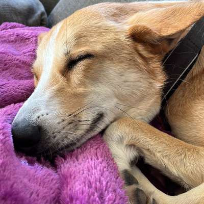 Hundetreffen-Gemeinsame gassirund-Bild