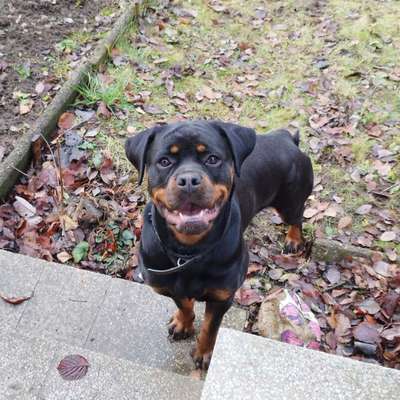 Hundetreffen-Treffen zum spielen/trainieren-Bild