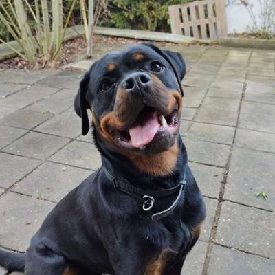 Hundetreffen-Treffen zum spielen/trainieren-Bild