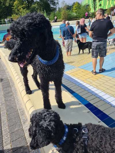 Eure Meinungen zu Hundebadetagen im Freibad?-Beitrag-Bild