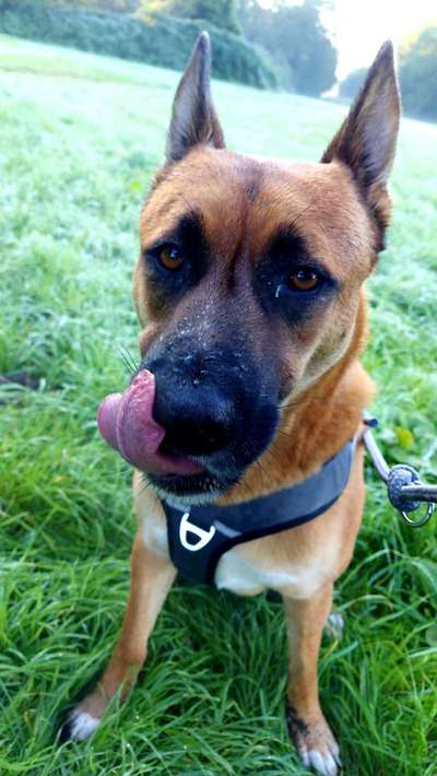 Deutsche Schäferhunde, Belgische Schäferhunde.-Beitrag-Bild