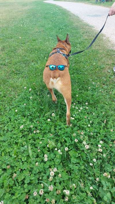 Challenge 41 - Mein Hund im Urlaub-Beitrag-Bild