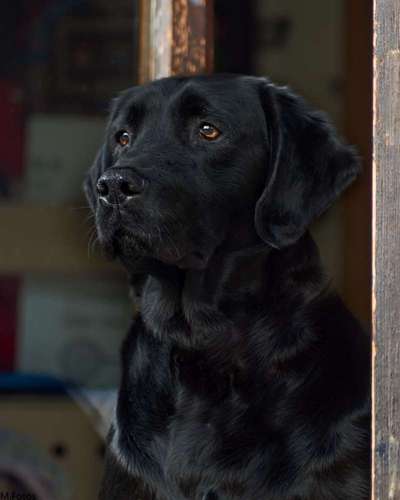 Fotochallange Nr. 57     PORTRÄT.   Beendet!!!!!!!!-Beitrag-Bild