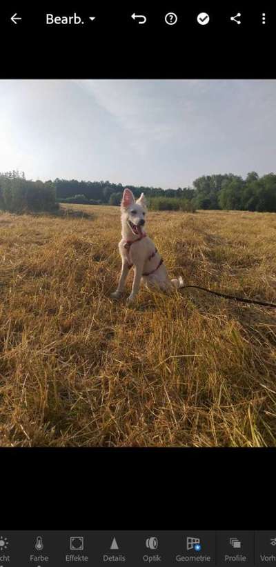 Hundetreffen-Welpentreffen in Rastatt-Bild