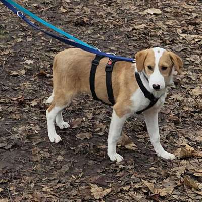 Hundetreffen-Spielgefährten gesucht-Bild