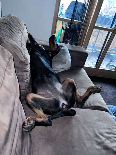 Dogorama Photo Challenge - Zeigt her eure Bäuche-Beitrag-Bild