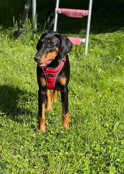 Wo sind hier die Dobermänner-Beitrag-Bild