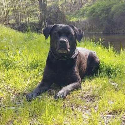 Hundetreffen-Gassirunde und spielen-Bild