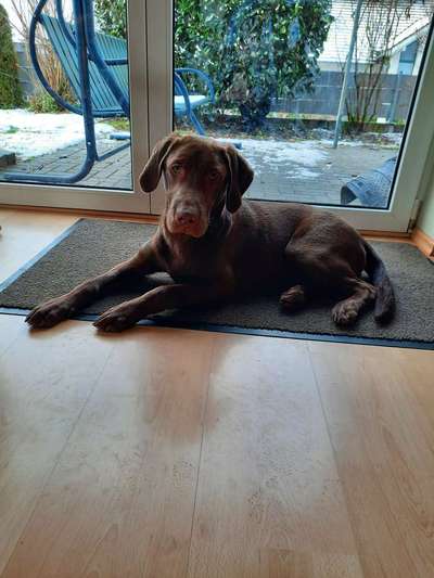 Labradorfans-Beitrag-Bild