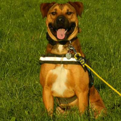 Hundetreffen-Schnuppertreffen-Bild