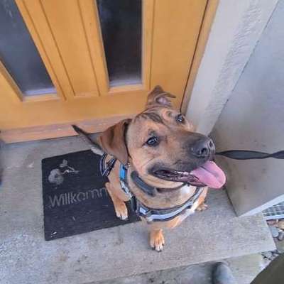 Hundetreffen-Hundesozialisation-Bild