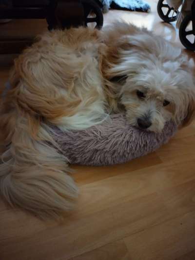 TierschutzhundeStammtisch🐕-Beitrag-Bild