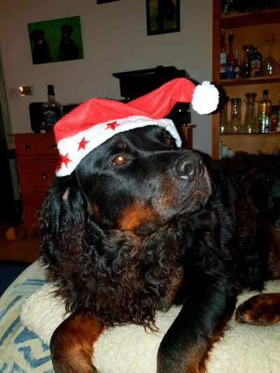 Challenge Nr. 8  Dein Hund im Weihnachtslook-Beitrag-Bild