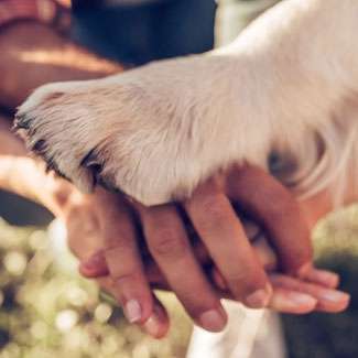 Hundetreffen-Social walk-Bild