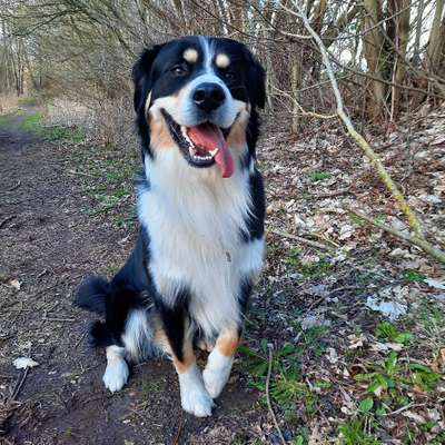 Hundetreffen-Spielgefährten für unseren Berner Sennenhund  Mischling gesucht-Bild