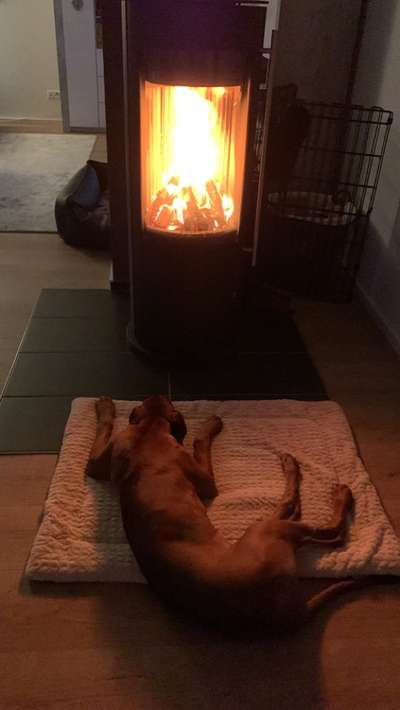 Rhodesian Ridgeback-Beitrag-Bild