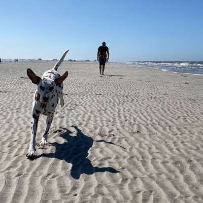 Hundetreffen-Nette Hunderunde-Bild