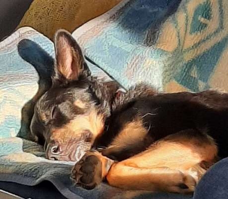 Schäferhund-Beitrag-Bild