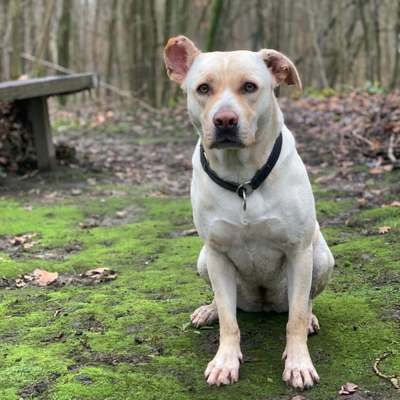 Hundetreffen-Social Walk-Bild