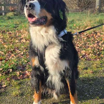 Hundetreffen-Playdate-Bild