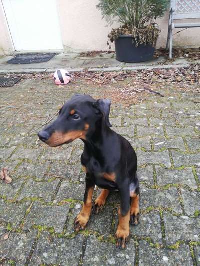 Welpen Bilder !-Beitrag-Bild