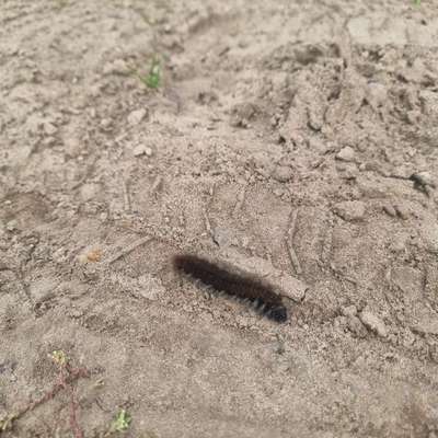 Giftköder-Eichen-Prozessionsspinner-Bild