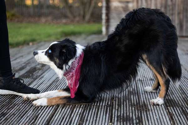 Hundetreffen-Tricktraining-Bild