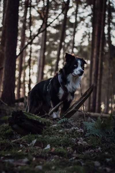 Hundetreffen-Gassi gänge und spielrunden-Bild