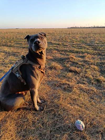 Hundetreffen-Hundetreffen für Bewegungsfreudige Hunde im Bezirk Gänserndorf-Bild