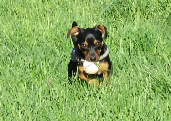 Die Dogorama Monats Challenge "Es grünt und blüht"-Beitrag-Bild