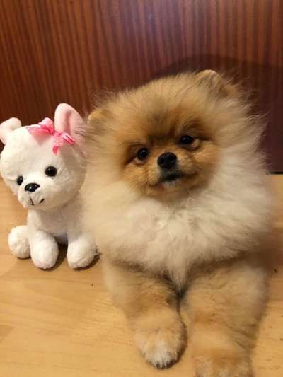 Welpen Bilder !-Beitrag-Bild