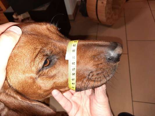 Wie sitzt mein Maulkorb / Maulkorb-Beratung-Beitrag-Bild