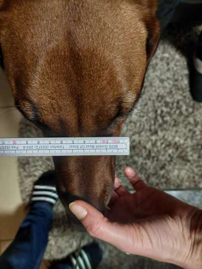 Wie sitzt mein Maulkorb / Maulkorb-Beratung-Beitrag-Bild