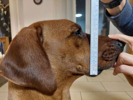 Wie sitzt mein Maulkorb / Maulkorb-Beratung-Beitrag-Bild